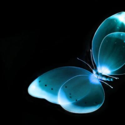 Butterfly 11