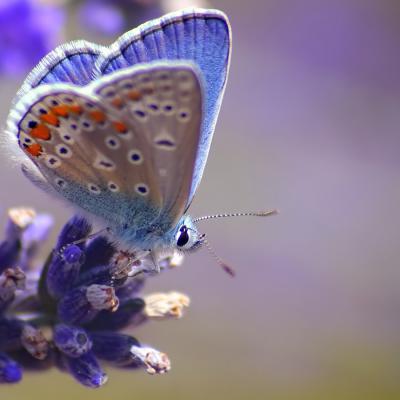 Butterfly 12