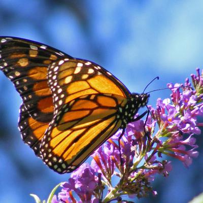Butterfly 13