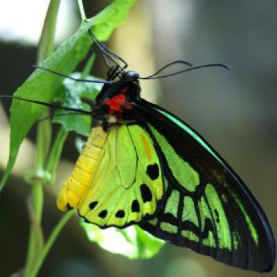 Butterfly 14
