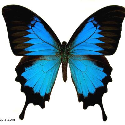Butterfly 15