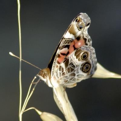 Butterfly 16