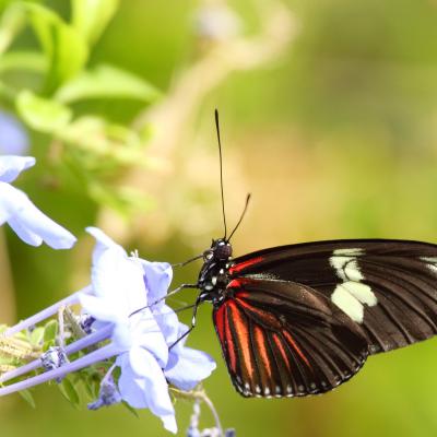 Butterfly 17