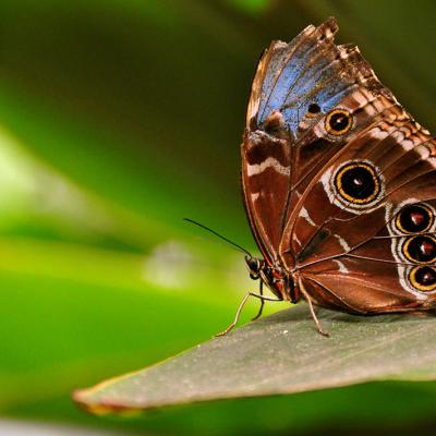 Butterfly 18