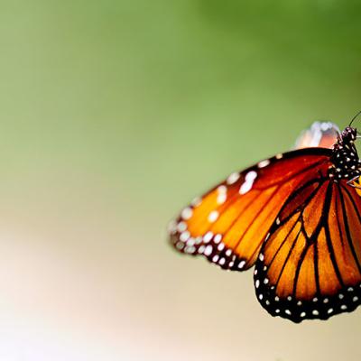 Butterfly 19