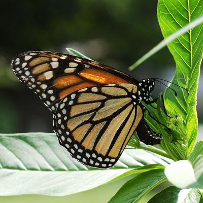 Butterfly 1