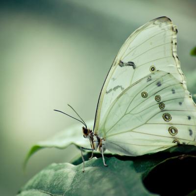 Butterfly 2012