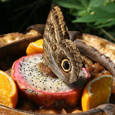 Butterfly 2
