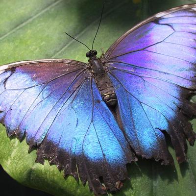 Butterfly 3