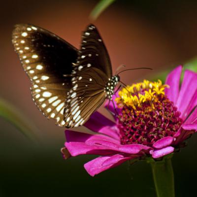 Butterfly 4