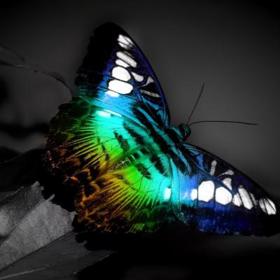 Butterfly 5