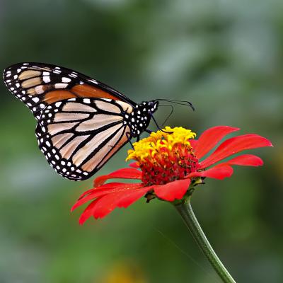 Butterfly 6