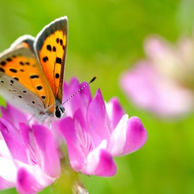 Butterfly 7