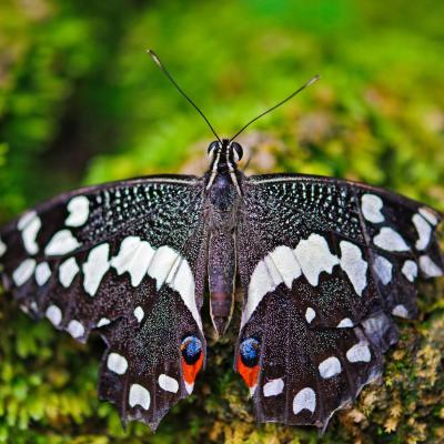Butterfly 8