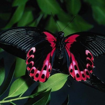 Butterfly 9