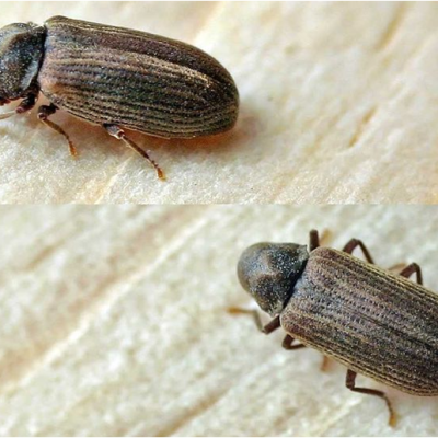 Anobium Punctatum 1