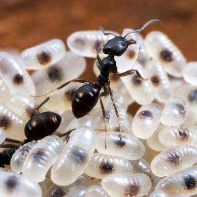 Ant Grub 1