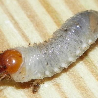 Ant Grub 2