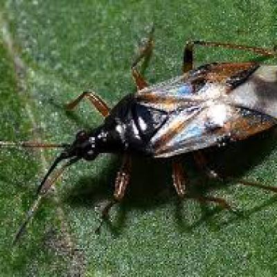 Anthocoridae Family 2