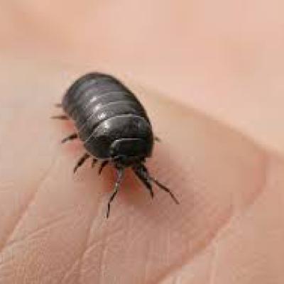 Armadillidiidae Family 1