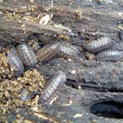 Armadillidiidae Family 2