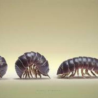 Armadillidiidae Family 3