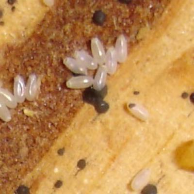 Bedbugeggs