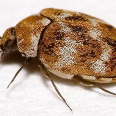 Beetle Carpet 1