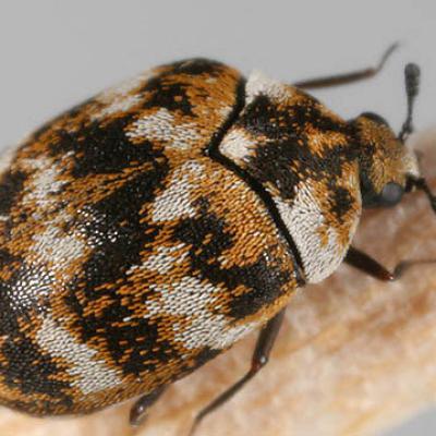 Beetle Carpet 3