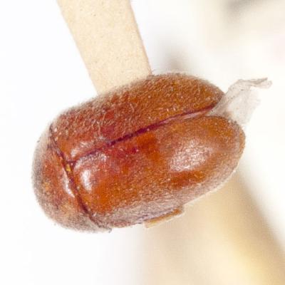 Beetle Cigarette 1