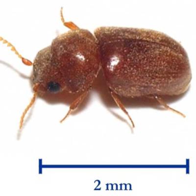 Beetle Cigarette 2