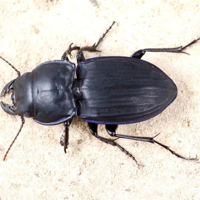 Carabidae Family 1