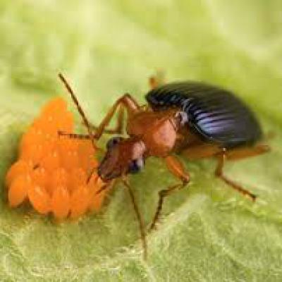 Carabidae Family 2
