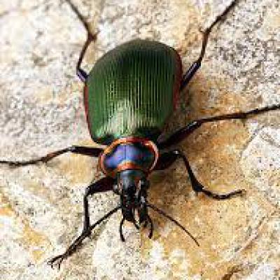 Carabidae Family 3