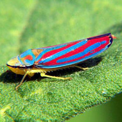 Cicadellidae Family 1