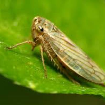 Cicadellidae Family 2