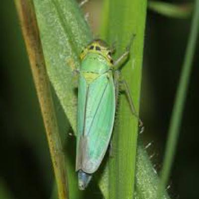 Cicadellidae Family 3