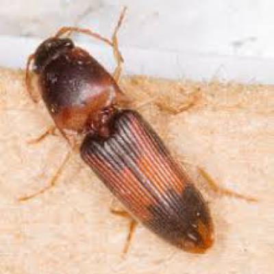 Conoderus Bellus 1