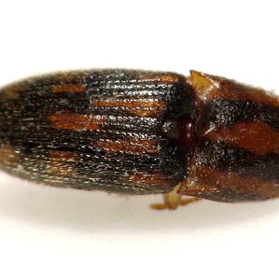 Conoderus Bellus 2