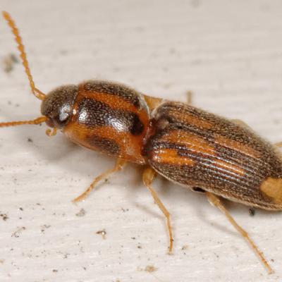 Conoderus Bellus 3