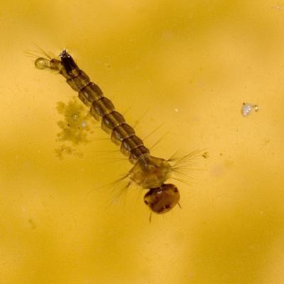 Culicidae Family 2