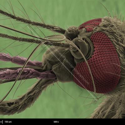 Culicidae Family 4