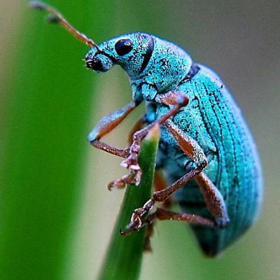 Curculionidae Family 2