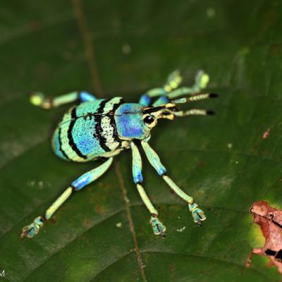Curculionidae Family 3