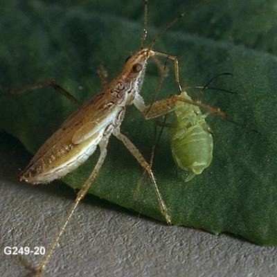 Damsel Bug 2