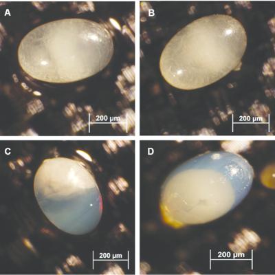 Dermestes Peruvianus 2