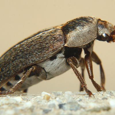 Dermestes Peruvianus 3