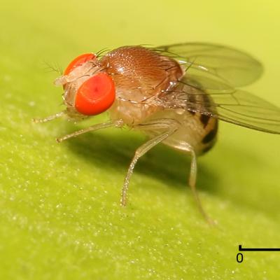 Drosophilidae Fami 1