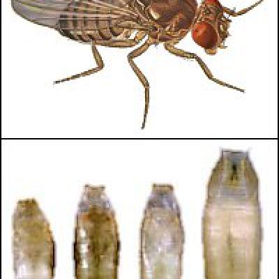 Drosophilidae Fami 2