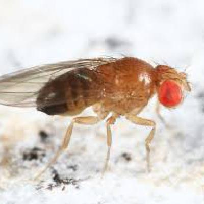 Drosophilidae Fami 3